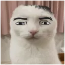 2278manfacecat