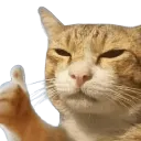 5426catliked