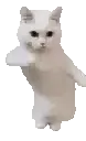 smalldancingwhitecatdancefunny