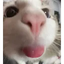 HowtoShareCatPhotosThatWillMeltA