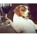 wine_dog