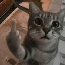 <:cat_pakyou:1475176736630112297>