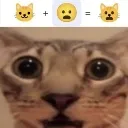poop