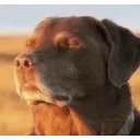 dog_cooked