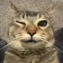 catiwink