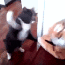 cat_slap