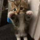 catjump