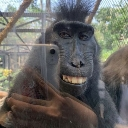 Crested black macaque grinning widely while holding a camera for a selfie.