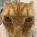 cat_vibe