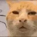cat_what