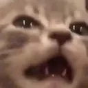 cat_cry