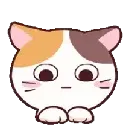 cat_plead