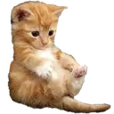 chillin_cat