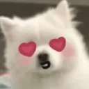 <:pup_love:1475424159961055365>