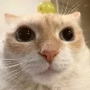 blorp