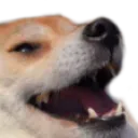 CC_Funny_Dog