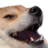 :CC_Funny_Dog: CC_Funny_Dog