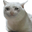 CryingCat Discord sticker | Blade's cord