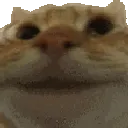 catnod