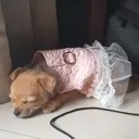 doggosleep doggosleep