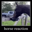 horse_reaction