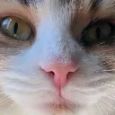 stare