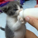 A tiny gray and white kitten holding a milk bottle with its paws while drinking.