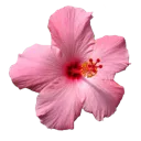 pink_flower