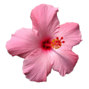 :pink_flower: