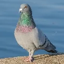 hivisepigeon