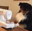 Dogsewing