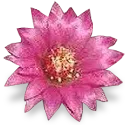 8786flowercactus