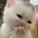 cat_hihihi cat_hihihi