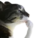 catThinking