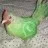 whatsappchicken whatsappchicken