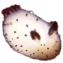 seabunny