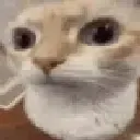 catwhat