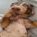 GoodbutDog
