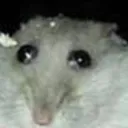 PinPin_stare