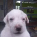 Doge