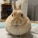 peakbunny