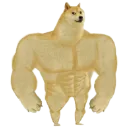 shibastrong