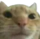 catbruh