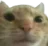 :catbruh: catbruh