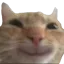 catsmile