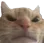 catangry