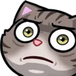 cohhStare