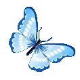 IV_bluebutterfly