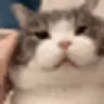 sf_cat_squish