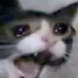 cat_cry